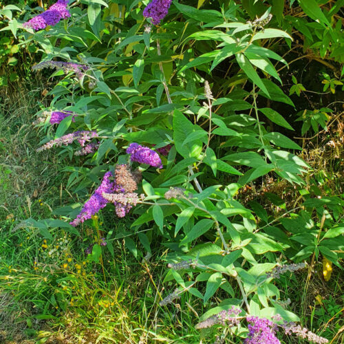 Buddleia de David