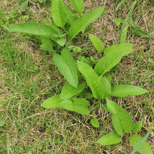 Consoude officinale