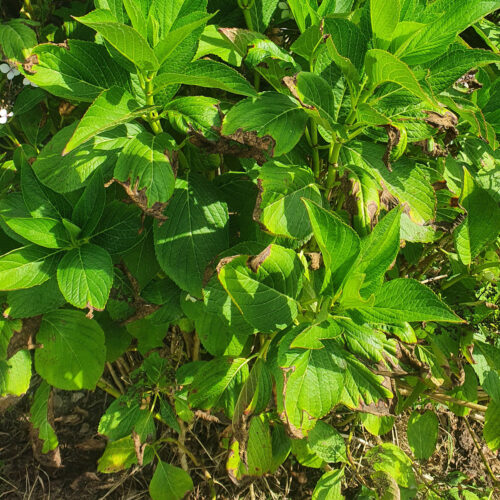 Hortensia japonais