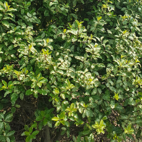 Pittospore à petites feuilles