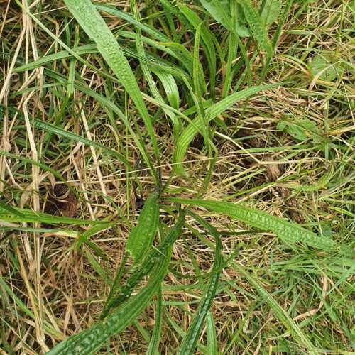 Plantain lancéolé